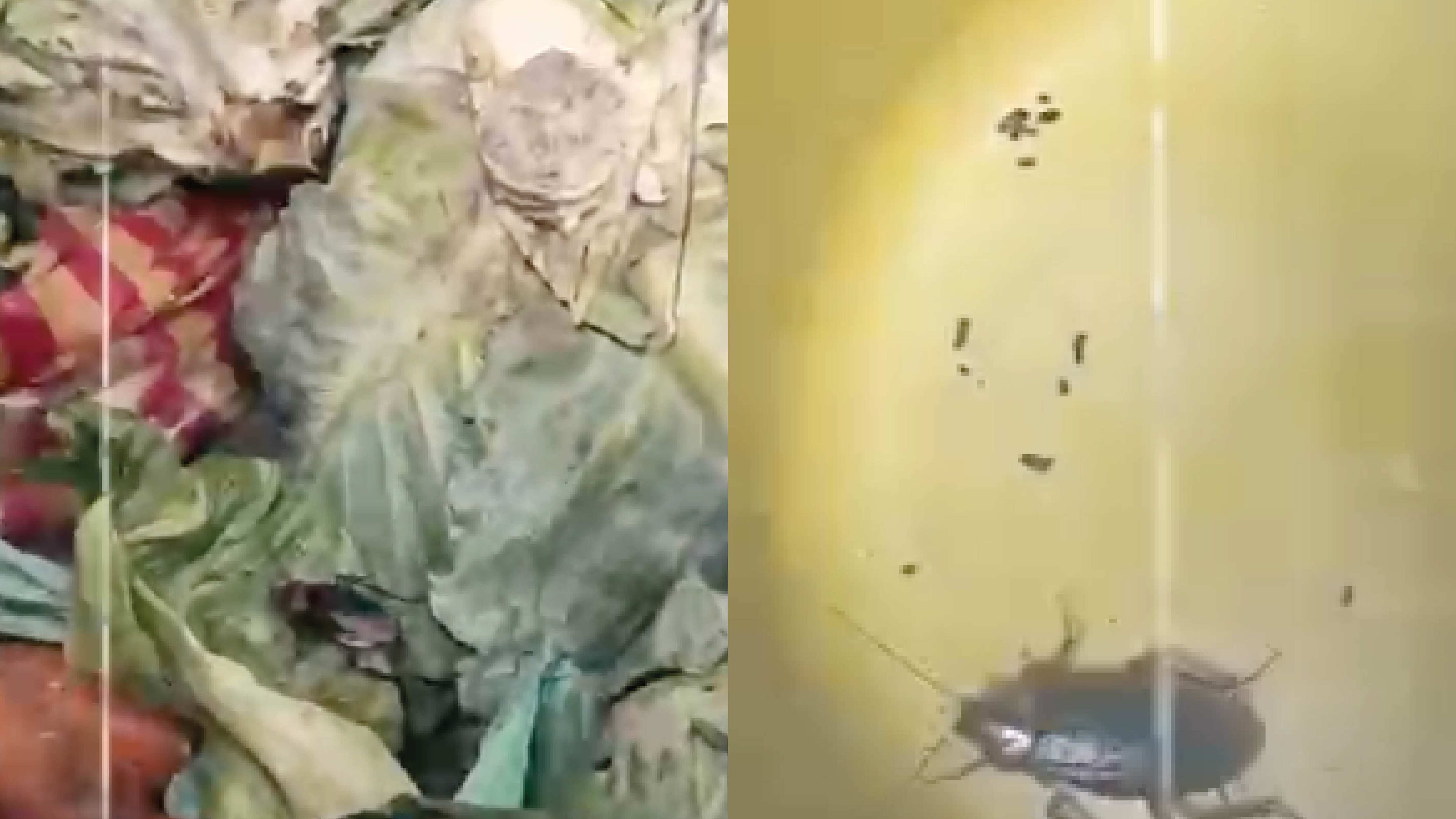 Cucarachas en local de comida en Santo Domingo