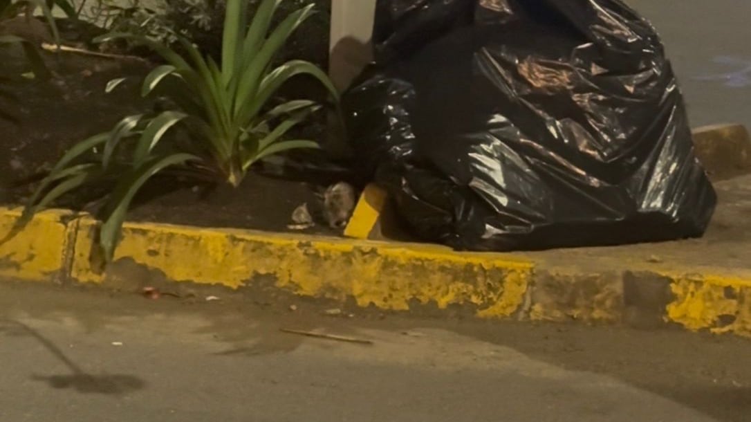 Infestación de ratas en la República del Salvador, Quito