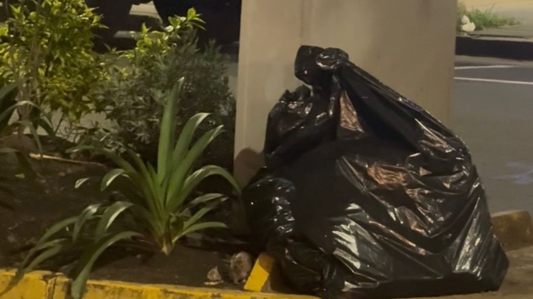 Infestación de ratas en la República del Salvador, Quito