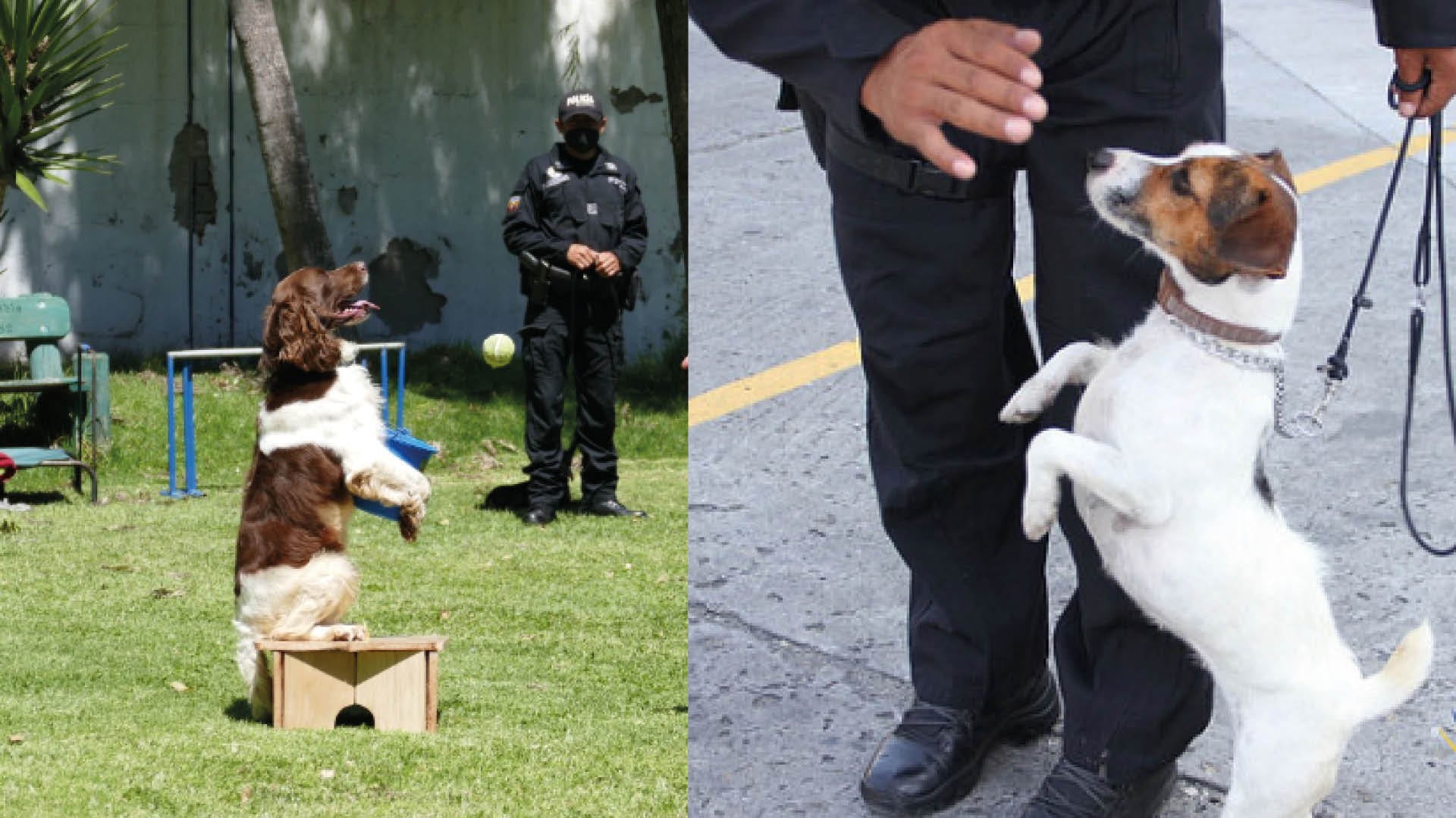 Adiestramiento canino de la Policía