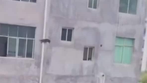 Un perro salta desde el tercer piso en Jiangsu para unirse a un juego y sale ileso