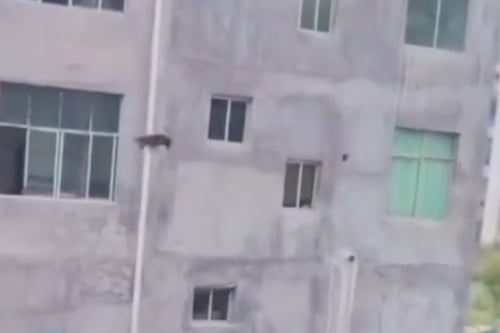 VIDEO: Un perro salta desde el tercer piso para ir a jugar y sale ileso