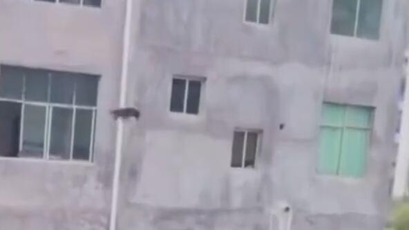 Un perro salta desde el tercer piso en Jiangsu para unirse a un juego y sale ileso