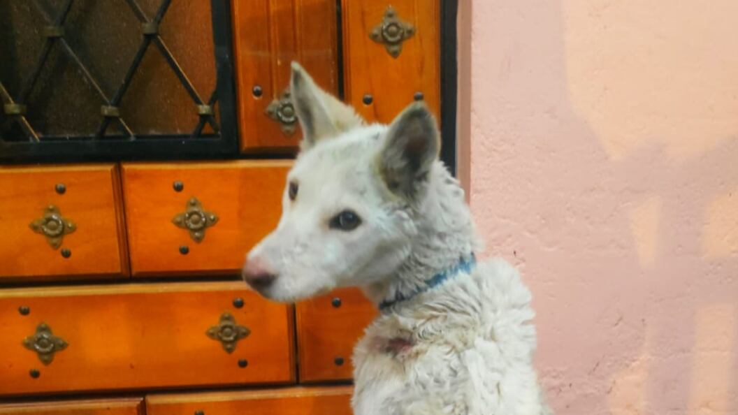 Quito: el estado de desnutrición severa con el que encontraron a una perrita