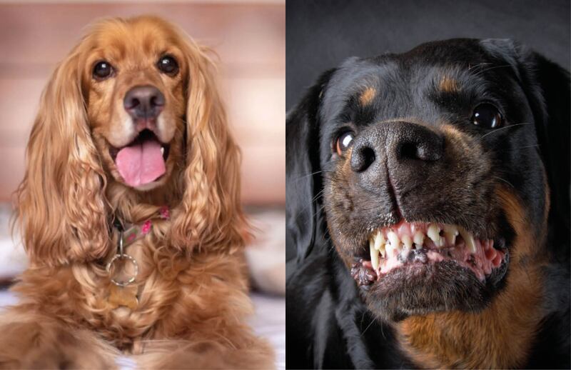 ¿Cuál es la raza de perro más agresiva? Veterinarios lo revelan