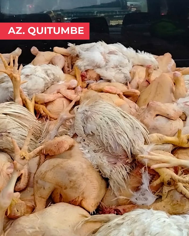 Tres mataderos clausurados y más de 3.200 libras de carne incautadas en Quito. Imagen: AMC