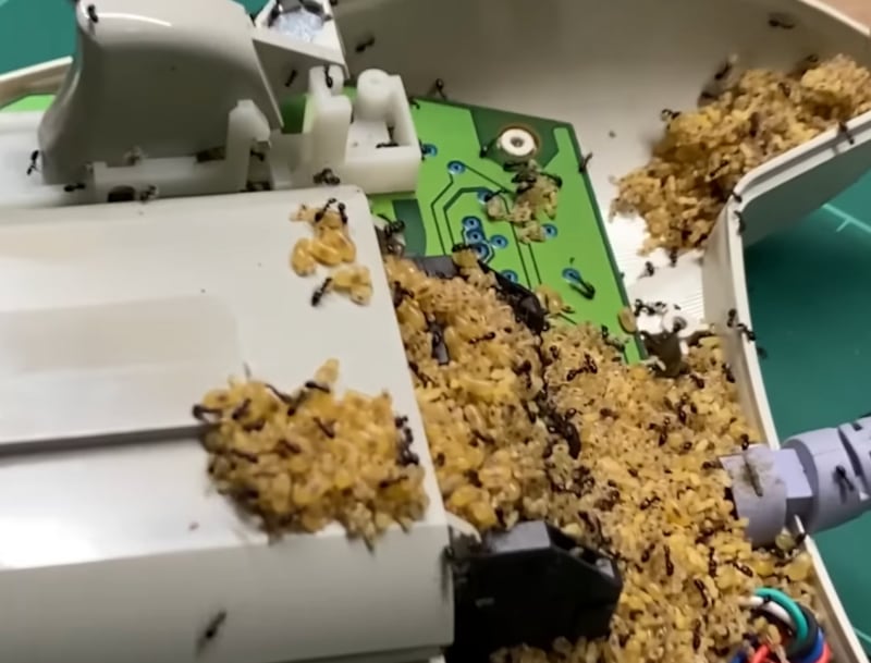 Invasión de hormigas en control