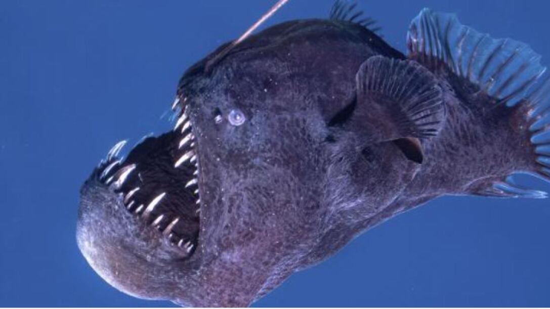 ¿Es un mal presagio el avistamiento de un pez diablo negro? Mitos y leyendas del pez rape abisal