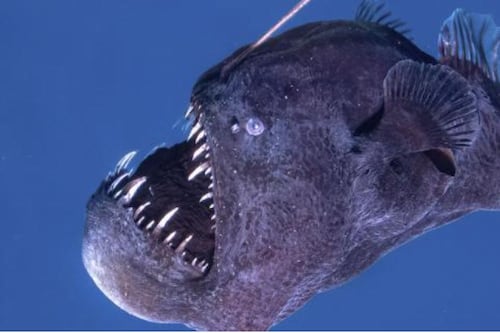 ¿Es un mal presagio el avistamiento de un pez diablo negro? Mitos y leyendas del pez rape abisal