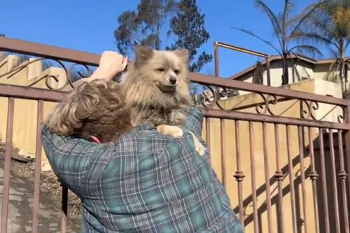Perrito sobrevive cinco días tras incendios en California y su dueño llora de la felicidad