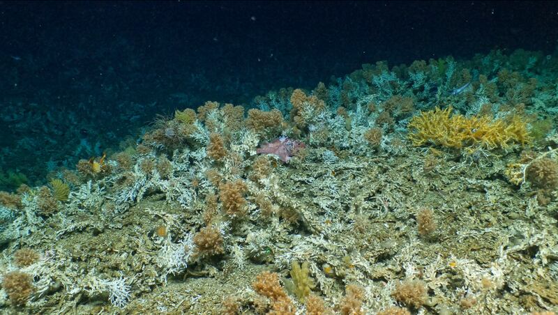 Nuevo arrecife de coral fue descubierto en las profundidades del archipiélago de Galápagos