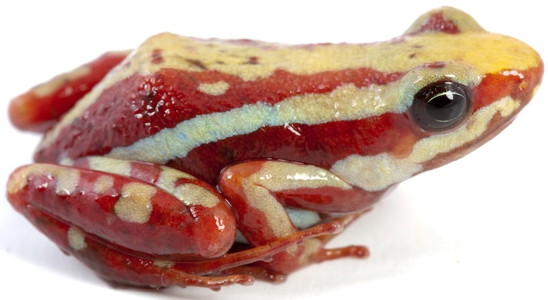 Una rana del sur de Ecuador y del norte de Perú en el centro del caso Navalni