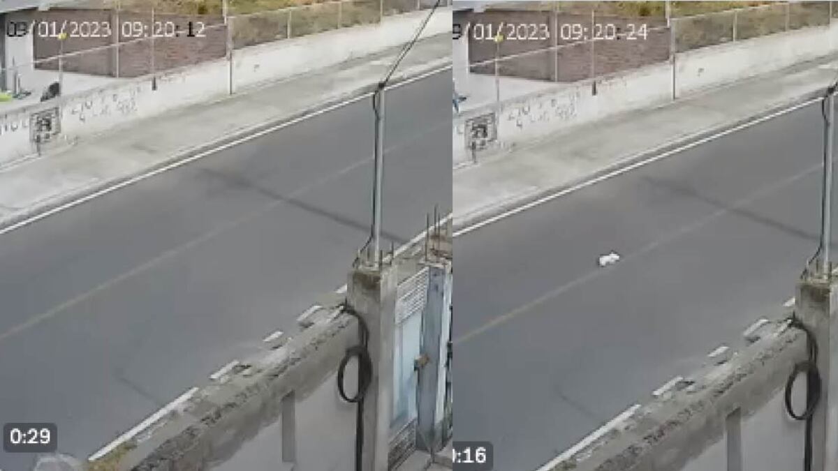 Hombre lanza a cachorra en plena calle en Ambato