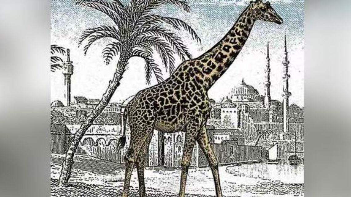 Encuentra la jirafa oculta.