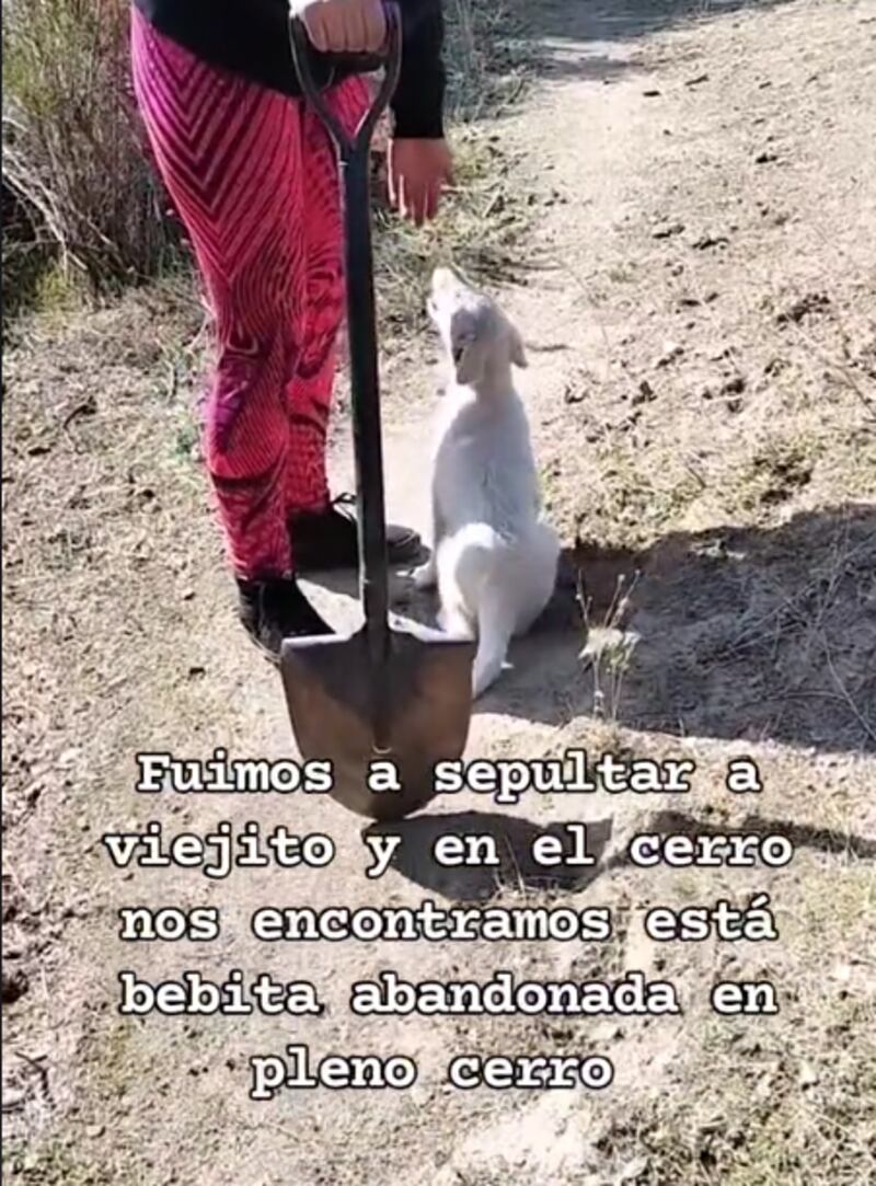 Una cachorra abandonada brinda apoyo a una familia en el entierro de su mascota