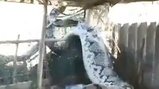 Serpiente atada en la India