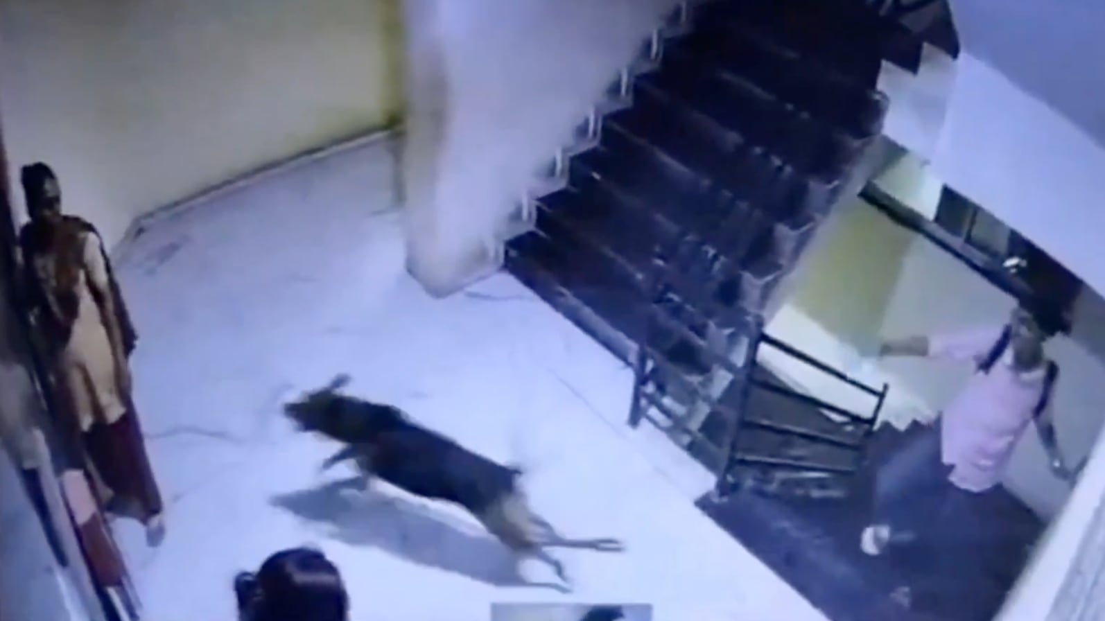 Perro ataca a mujer en un edificio y su dueño la agrede por denunciarlo