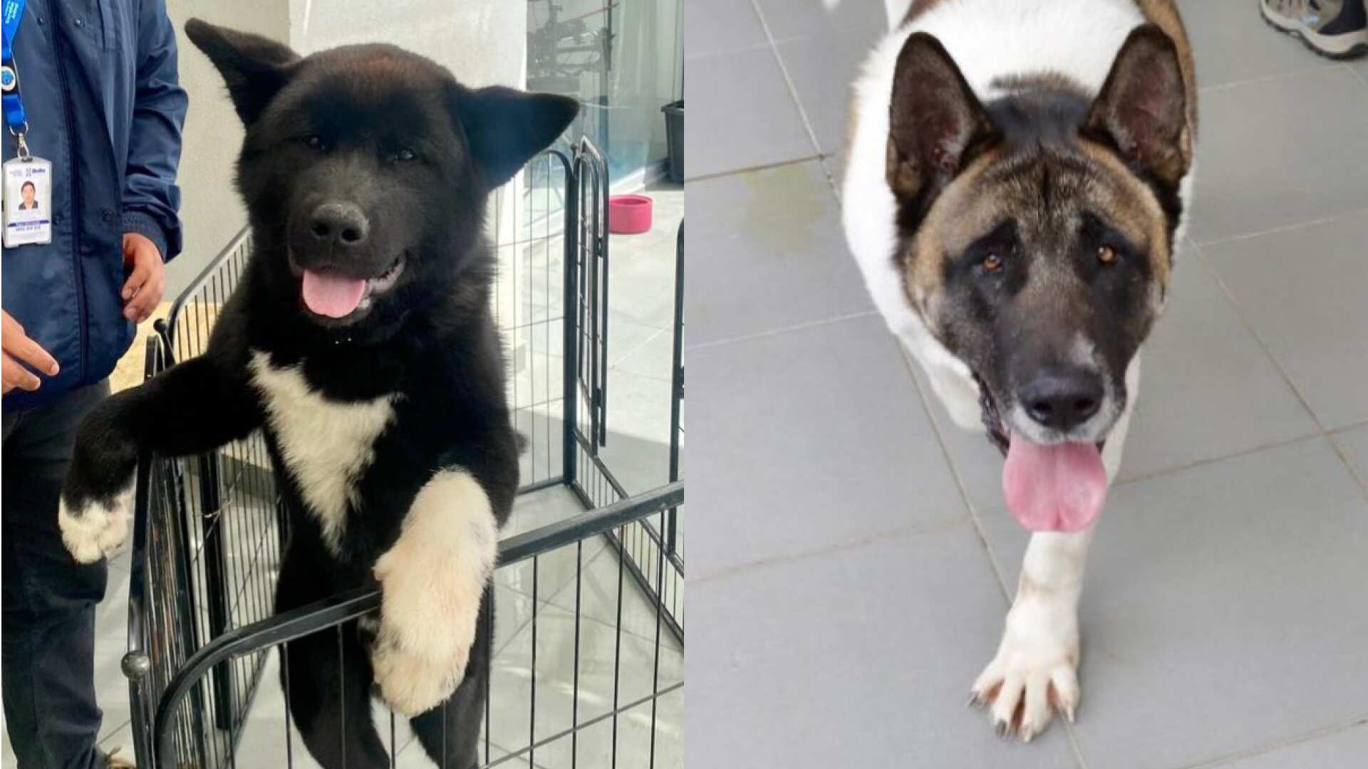 Rescatan a perritos que sufrían agresiones y vivían en espacios reducidos, en Quito