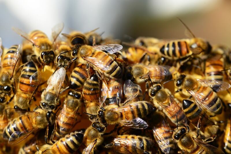 abejas / Pixabay