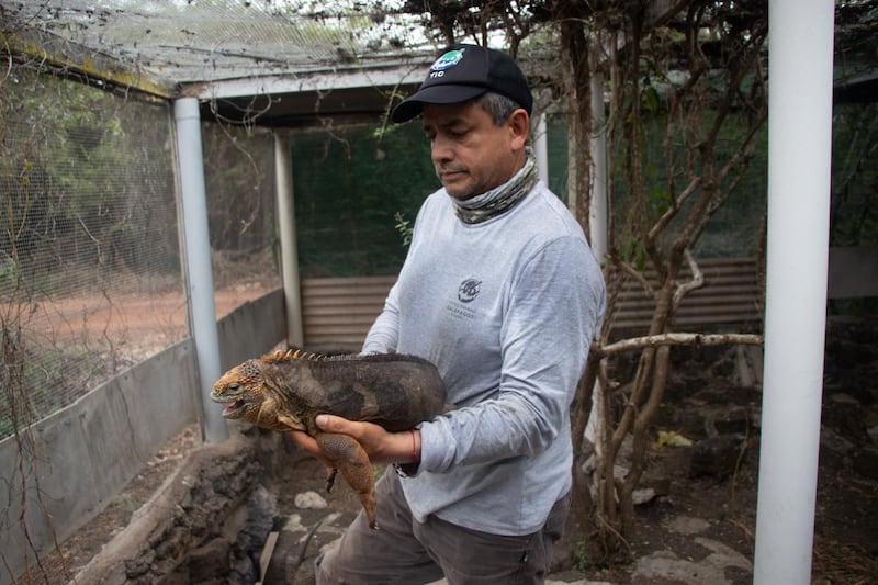 Iguanas terrestres vuelven a su hábitat natural en la Isla Santiago tras décadas de ausencia.