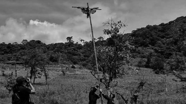 Águila andina en peligro de extinción