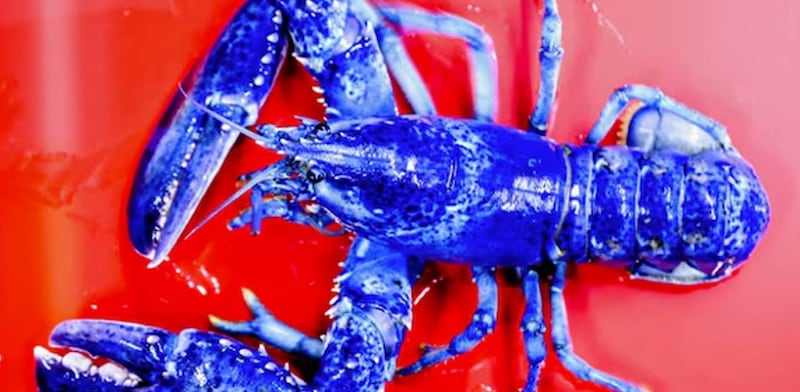 Lo que revela el hallazgo de langostas azules en Estados Unidos