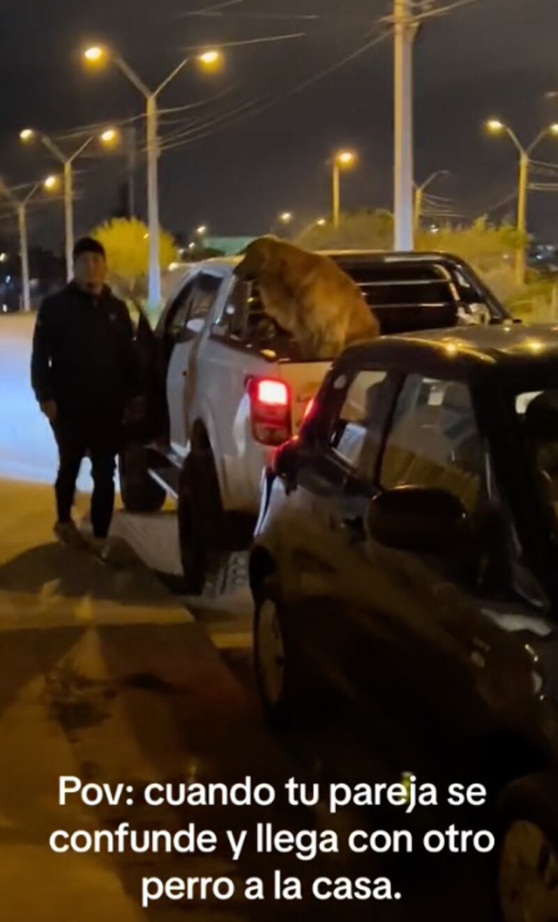 ¡Se equivoco de perro! Un hombre llevó a un can parecido a su casa