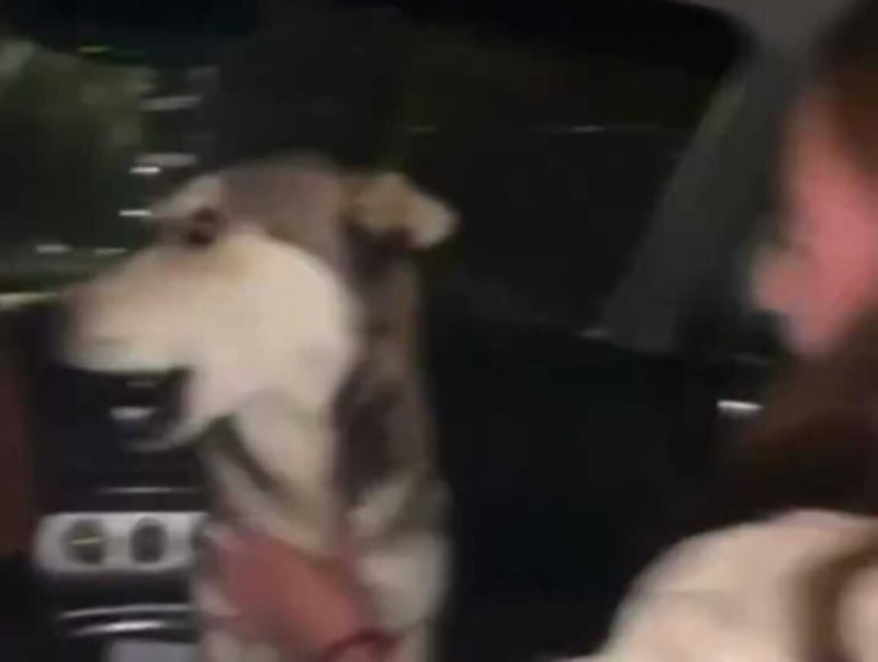 ¡Indignante! Jóvenes obligaron a un perro a ingerir grandes cantidades de licor en México