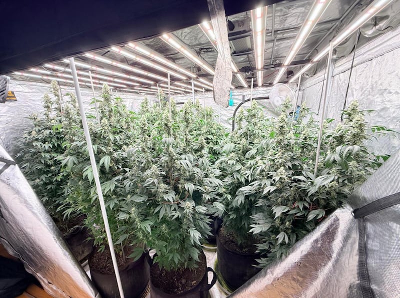 Cayeron en Quito estadounidenses buscados por narcotráfico en EE.UU.; cultivaban marihuana en inmueble del norte de la capital. Foto: Ministerio del Interior