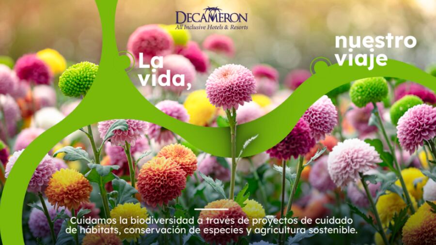 La nueva campaña de Decameron