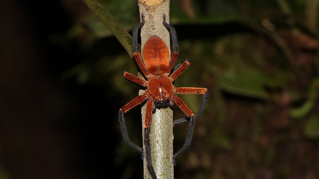 Descubren en zona protegida de la selva amazónica de Ecuador a la araña cangrejo gigante