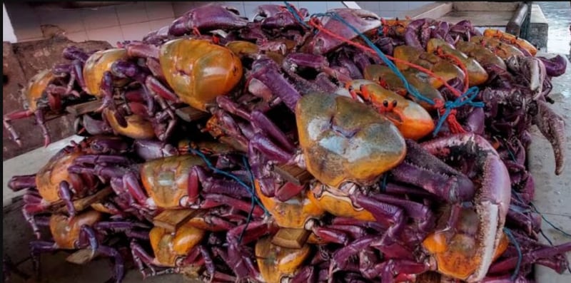Cangrejos en Ecuador