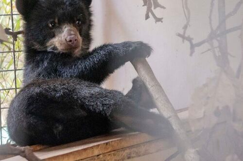 Zoológico de Quito pide donación para construir un hogar para la osezna andina ‘Sisa’