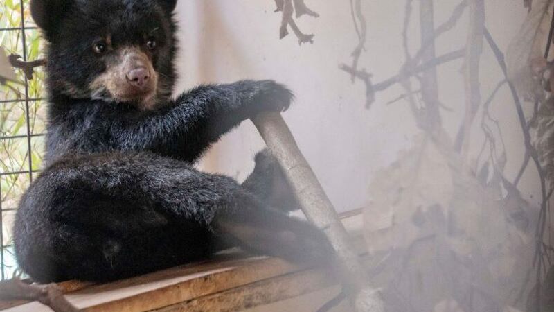 Osezna andina ‘Sisa’