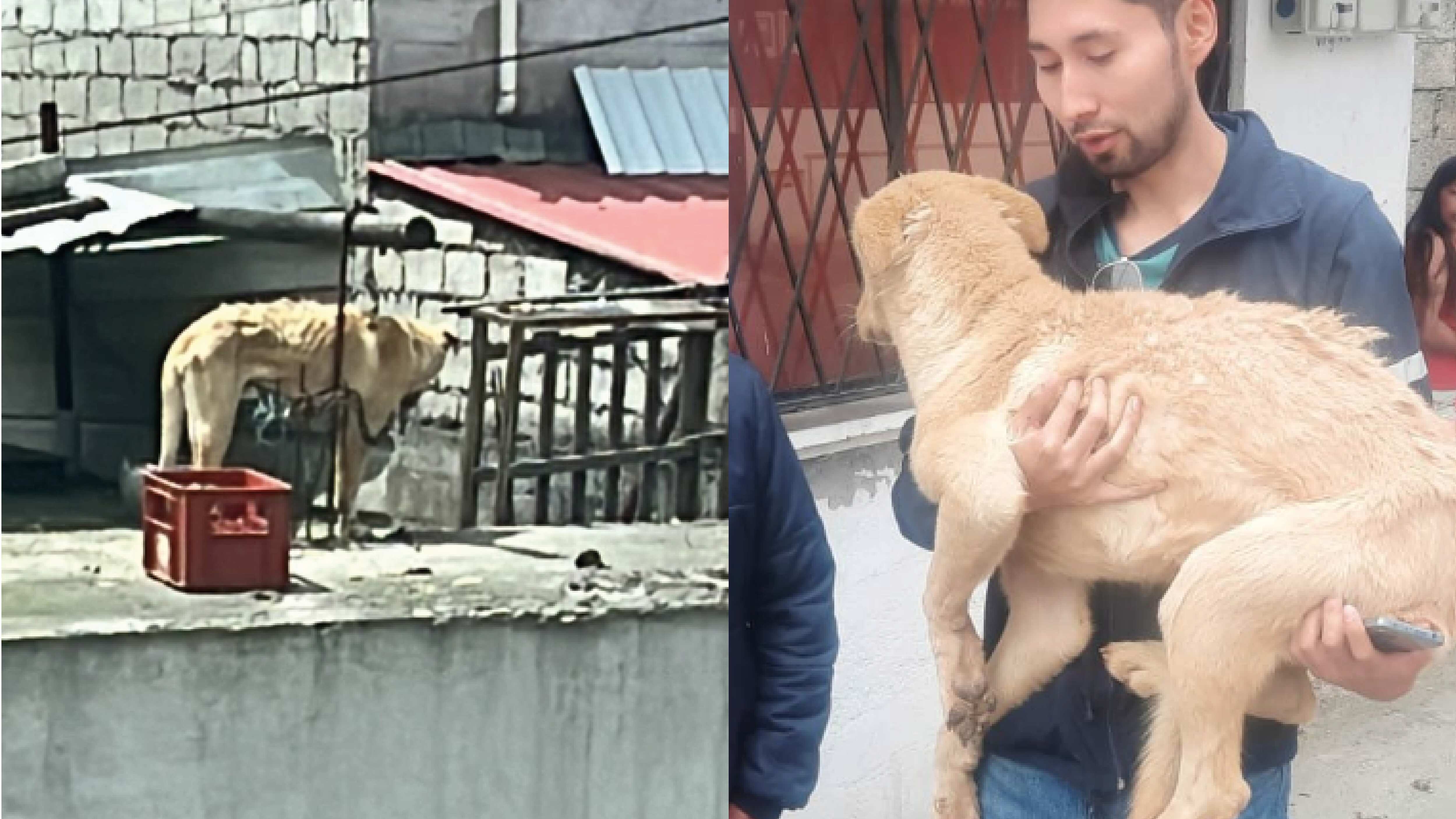Perrito rescatado en Solanda
