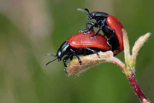 En México ya podrás tener relaciones sexuales en la vía pública sin que te detenga la policía