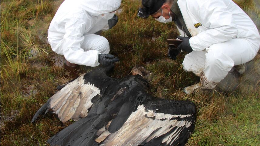 Hembra de cóndor hallada muerta en en los páramos de la provincia de Napo
