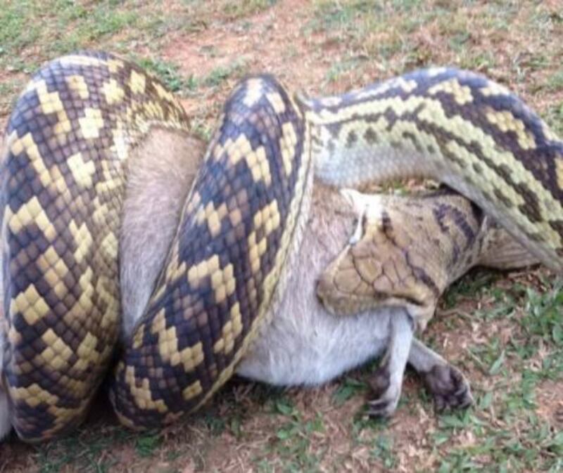Pitón se devora a un wallaby/Twitter @7NewsSydney