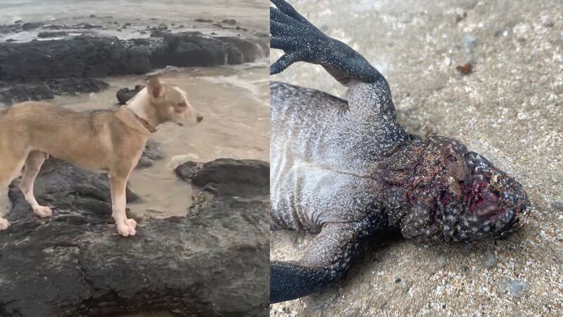 Perros y gatos atacando iguanas marinas en isla Isabela