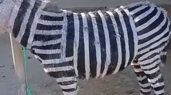 Pintan burros en un zoológico para hacerlos pasar por cebras