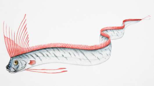 Animales relacionados a terremotos