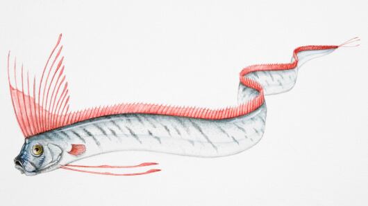 Animales relacionados a terremotos