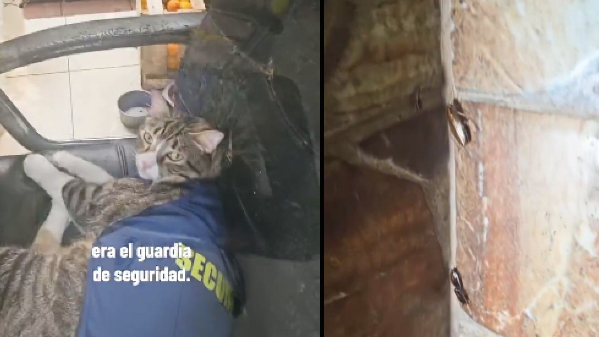 ¡Un gato y plaga de cucarachas en la cocina!: Clausuran un restaurante de parrilladas en el norte de Guayaquil