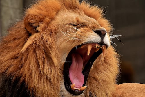 Un zoológico en Dinamarca solicita donaciones de animales para proporcionar alimento a tigres y leones