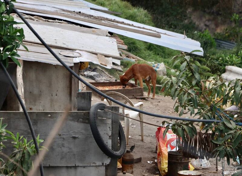 Animales de Salvador Naula