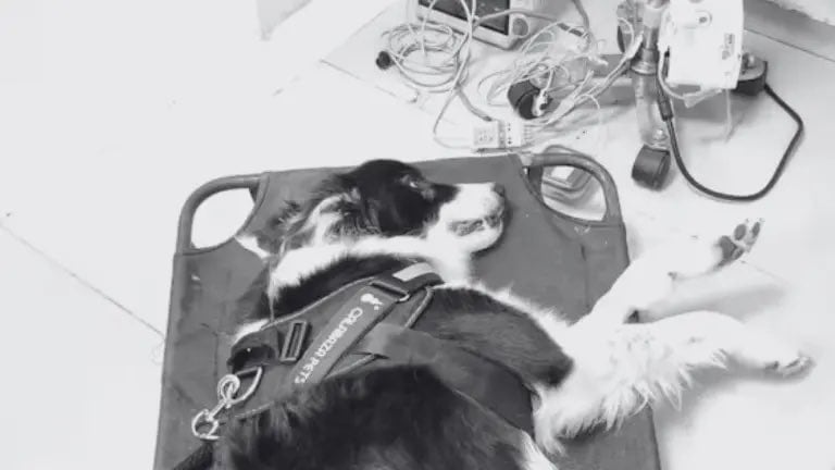 Horus, perro que murió de estrés y miedo por la pirotecnia