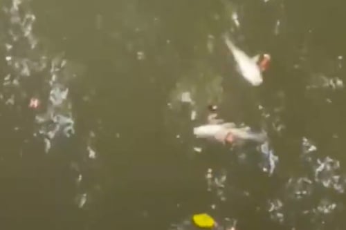 Lo que se sabe del aparecimiento de peces muertos en la laguna del Malecón 2000