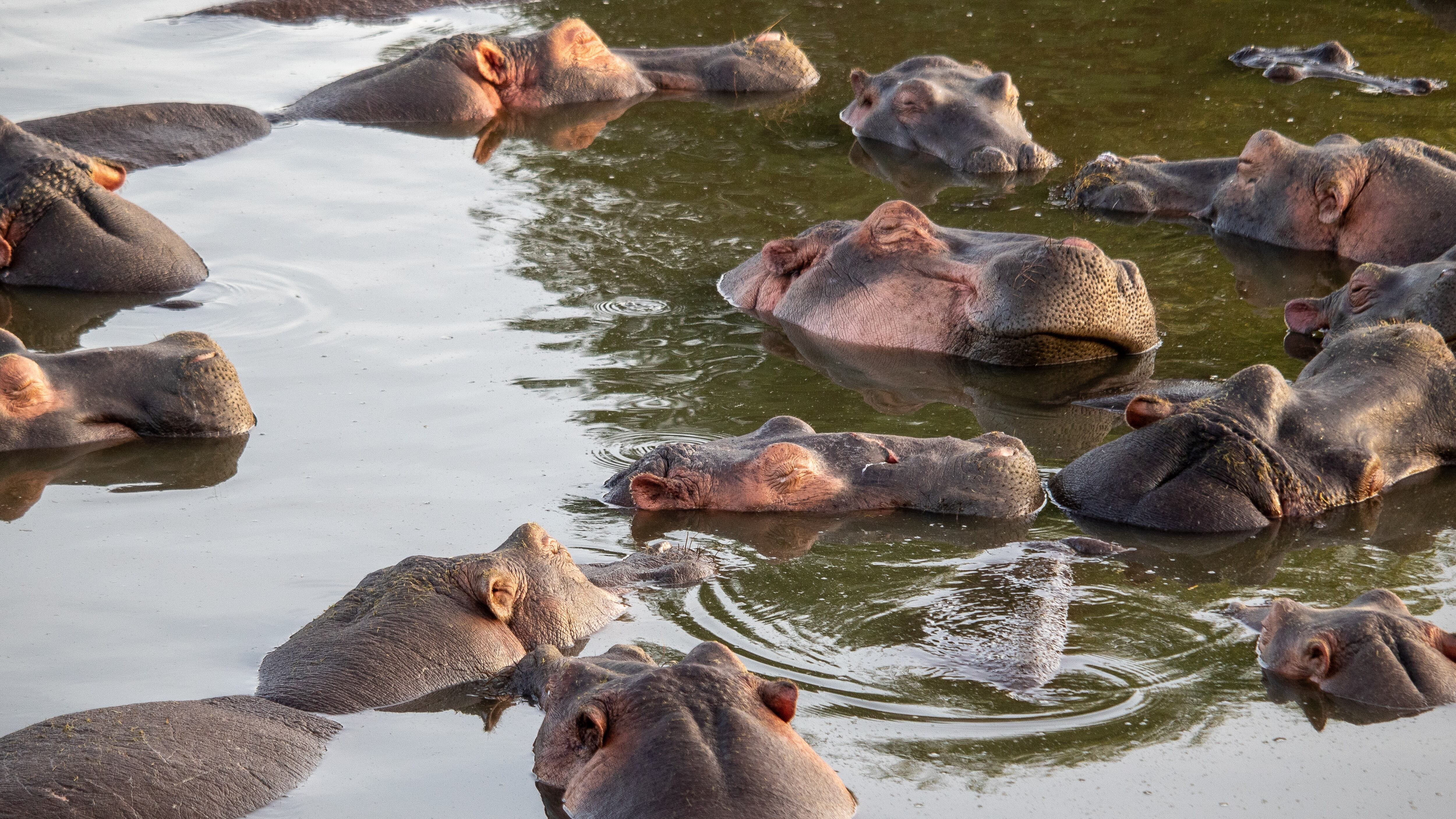 Hipopótamos