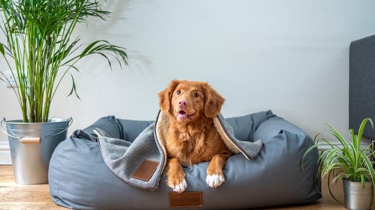 El nuevo reto con perritos que enciende las alarmas