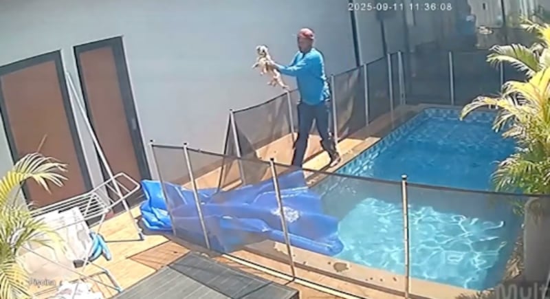 Un acto heroico quedó registrado en cámara y demuestra cómo la rápida acción de un trabajador salvó la vida del animal.